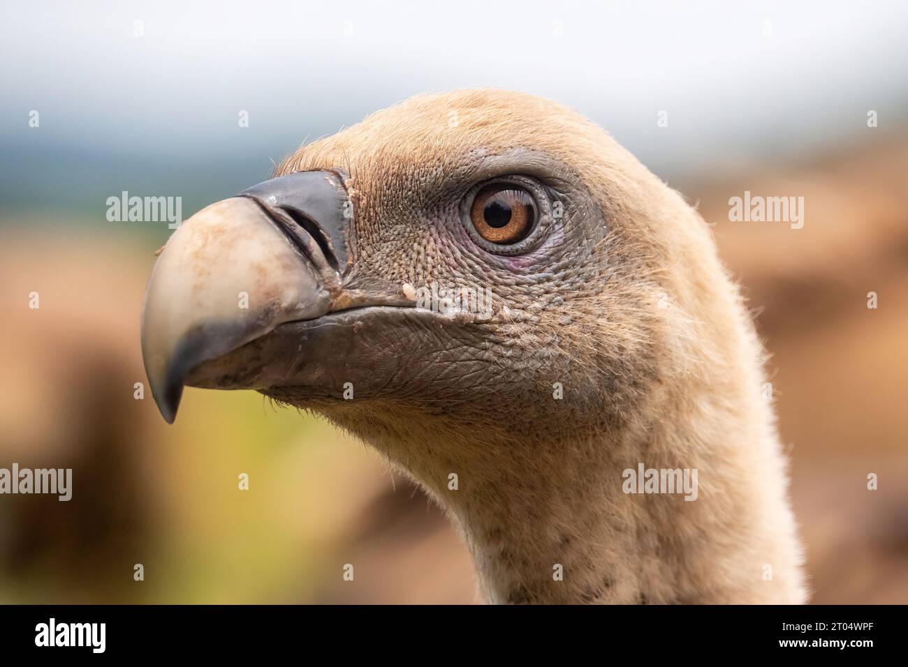 griffon vulture (Gyps fulvus), portrait, France, Granes Stock Photo