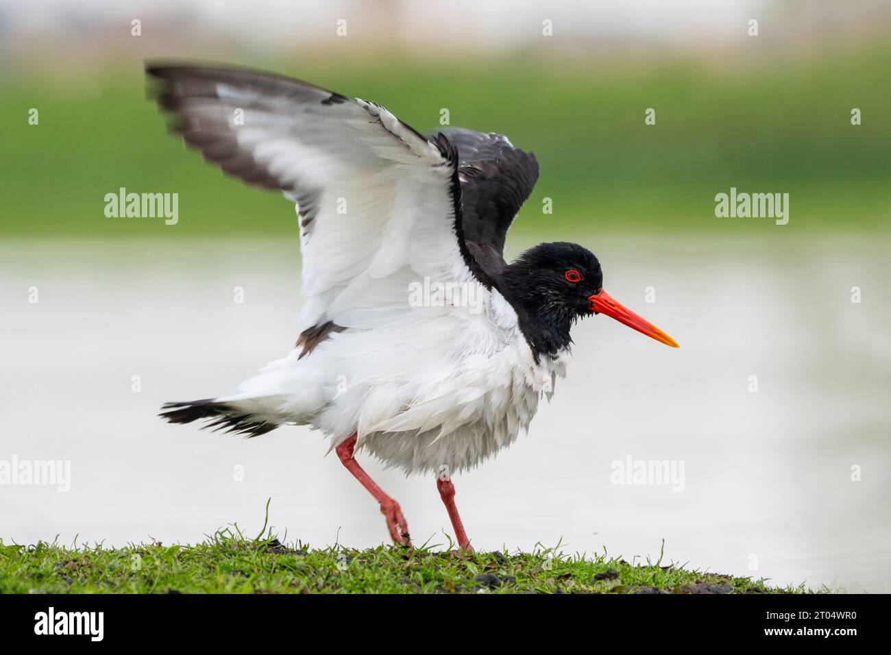 palaearctic oystercatcher (Haematopus ostralegus), is shaking it's feathers, Netherlands, Northern Netherlands, Zolderland Stock Photo