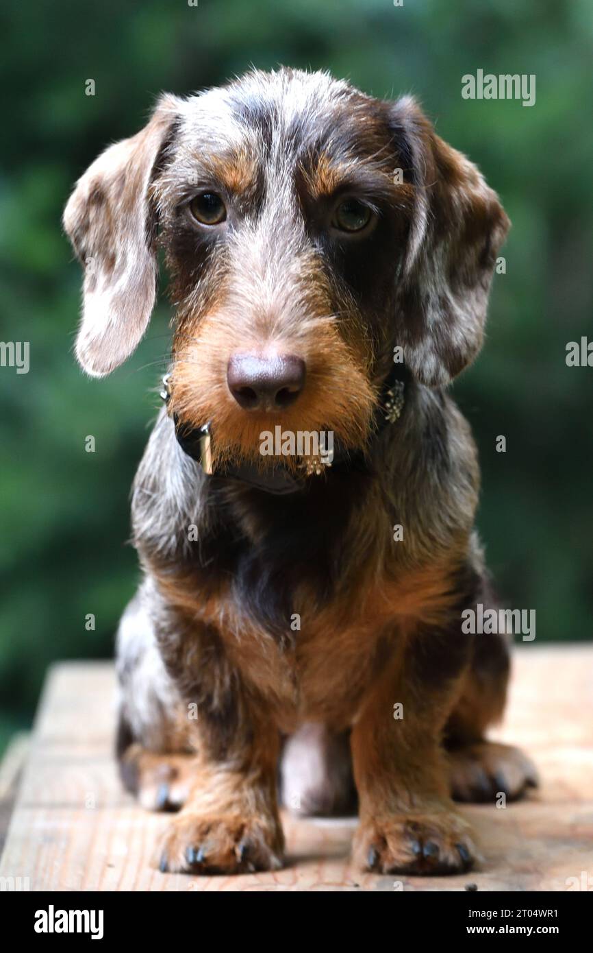 Wire-haired Dachshund, Wire-haired sausage dog, domestic dog (Canis lupus f. familiaris), juvenile dapple male dog sitting on a wooden board, front Stock Photo