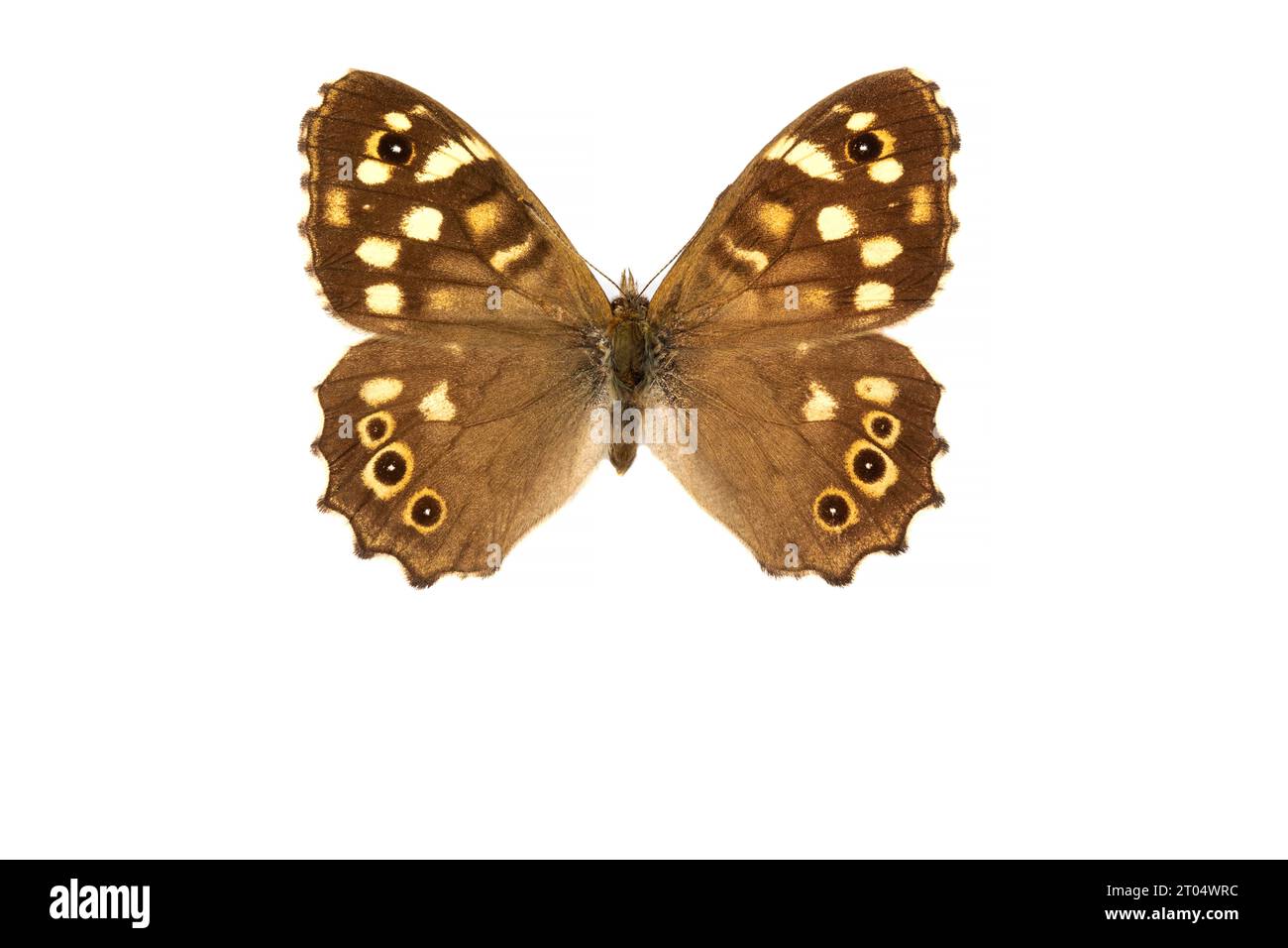 Speckled Wood (Pararge aegeria), female, upper side, cut out Stock Photo