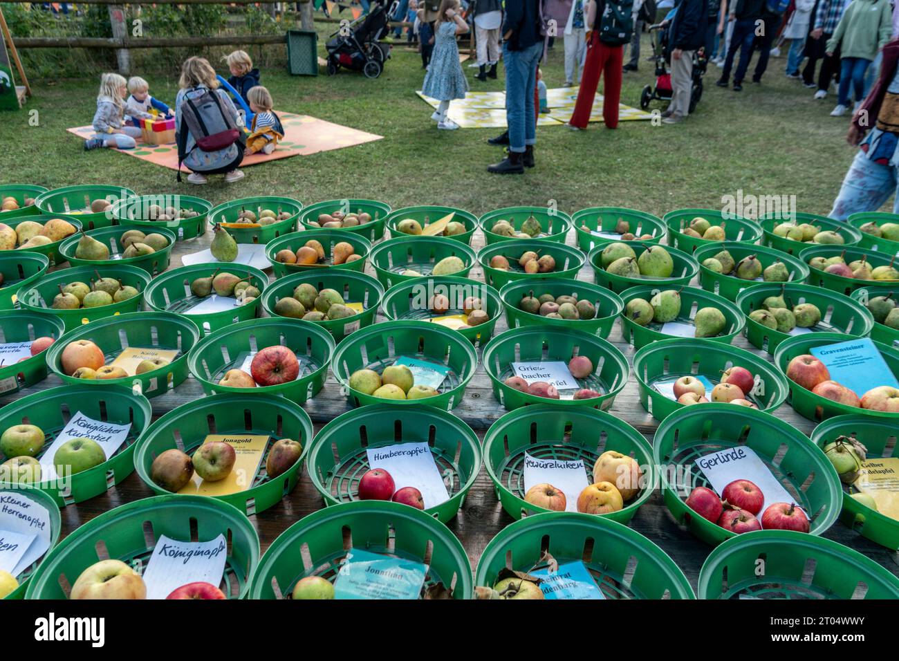 Historisches Apfelfest am Schloß Britz, Gutshof des Britzer Schlosses, Obstsortenausstellung, Berlin Stock Photo