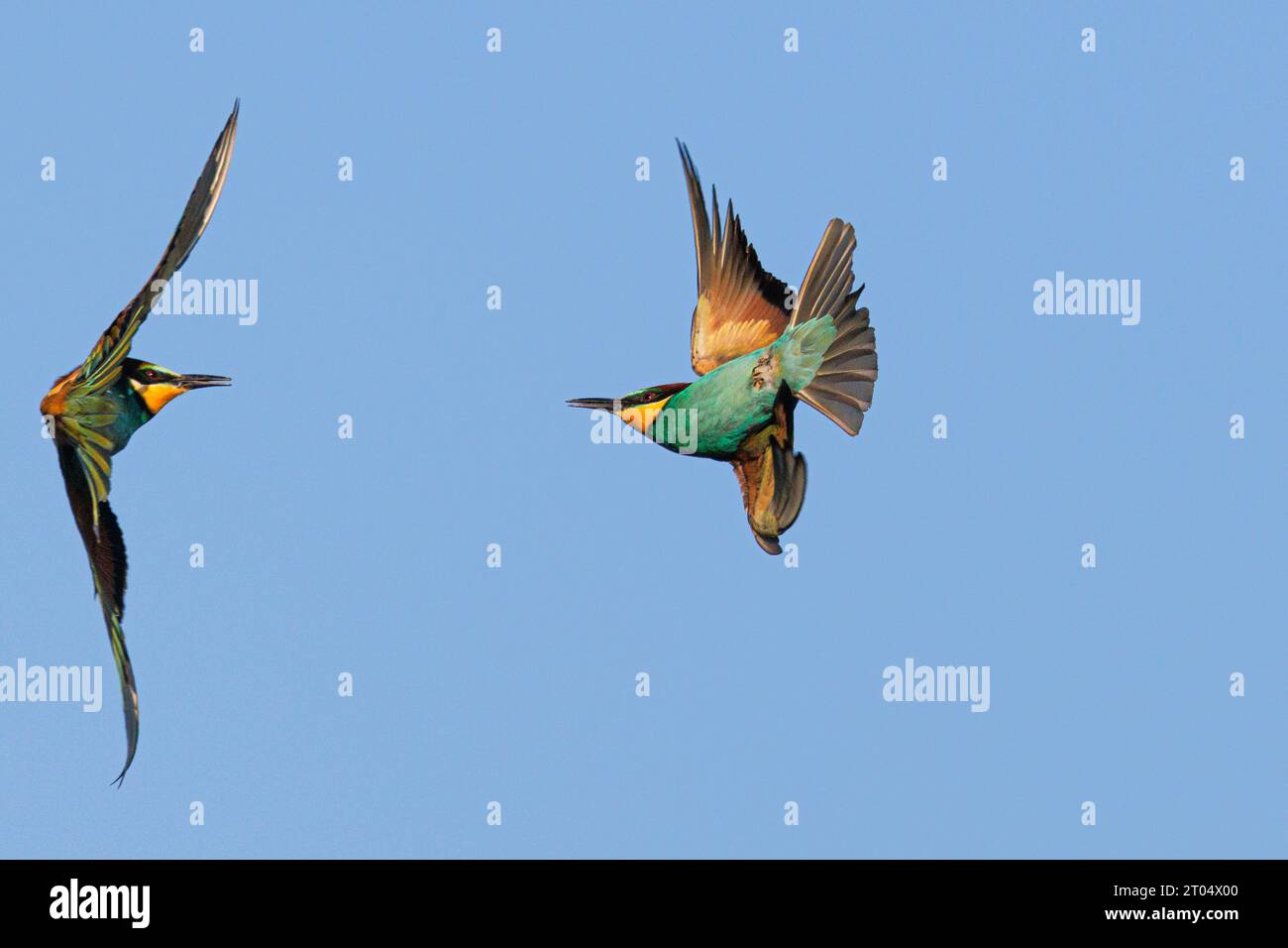European bee eater (Merops apiaster), two bee eaters attacking in flight, Germany, Bavaria Stock Photo
