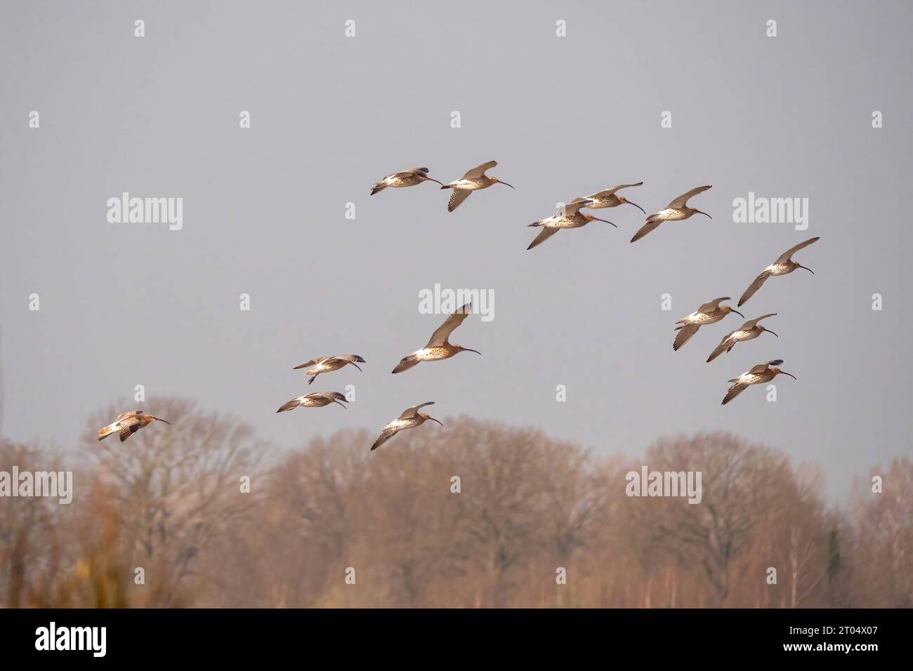 western curlew (Numenius arquata), flying flock, Netherlands, Overijssel Stock Photo