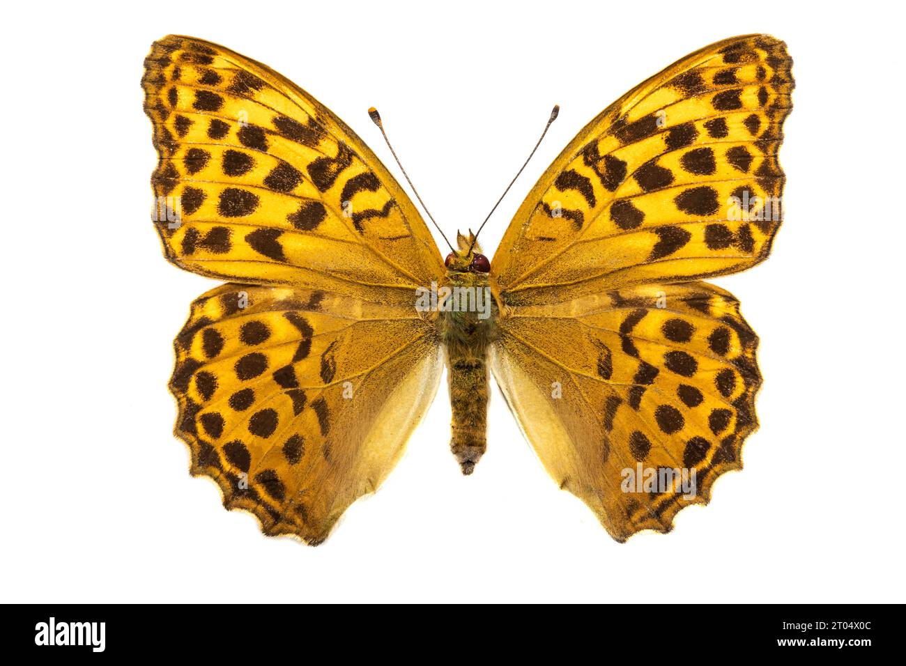 silver-washed fritillary (Argynnis paphia), female, upper side, cut out Stock Photo