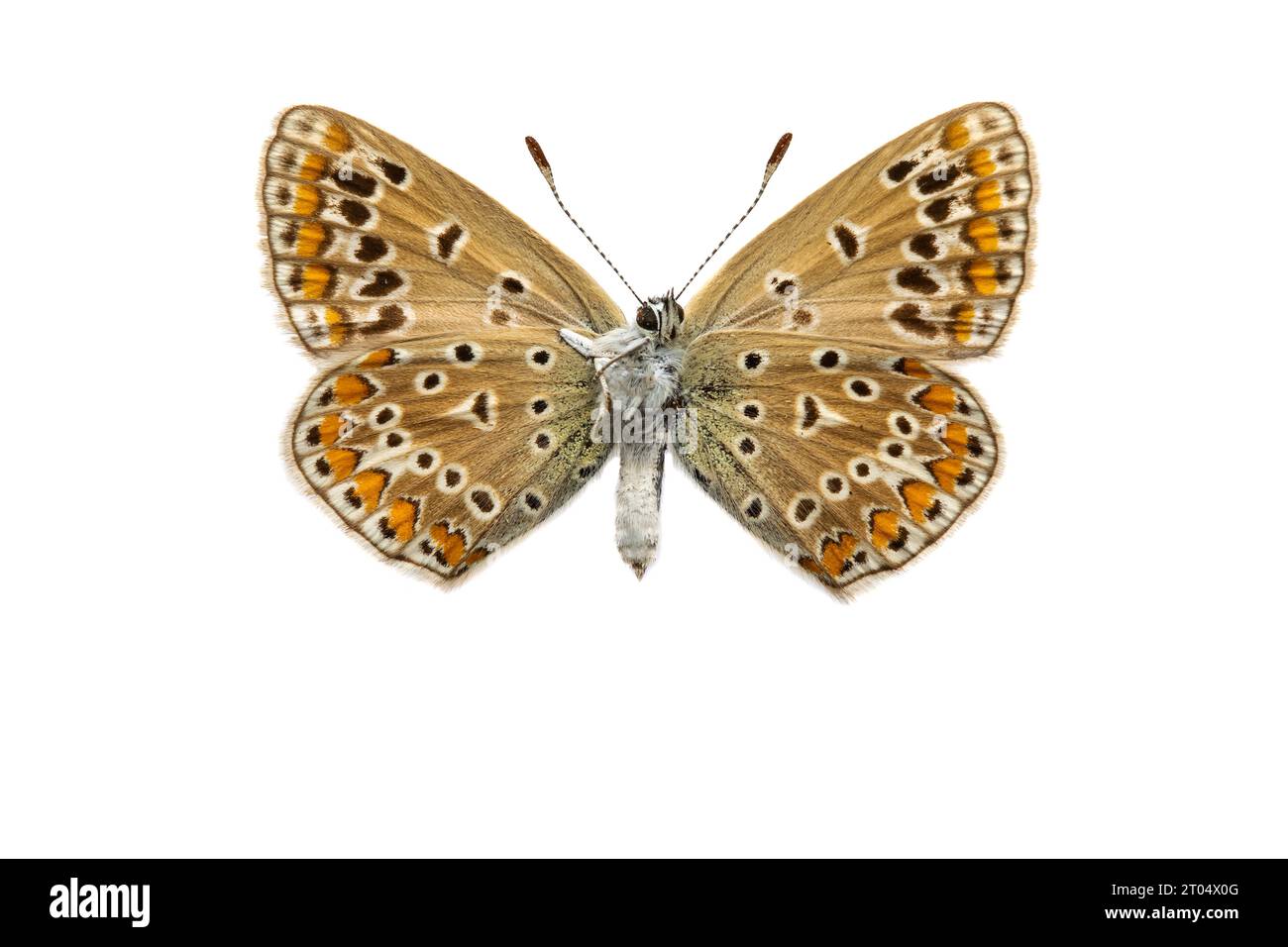 common blue (Polyommatus icarus), female, underside, cut out Stock Photo