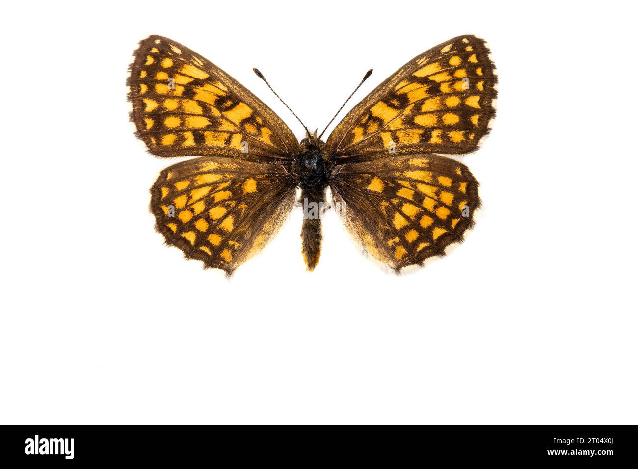 Nickerl's fritillary (Melitaea aurelia), female, upper side, cut out Stock Photo