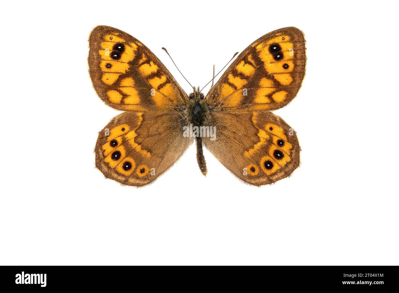 wall, wall brown (Lasiommata megera, Pararge megera), male, upper side, cut out Stock Photo