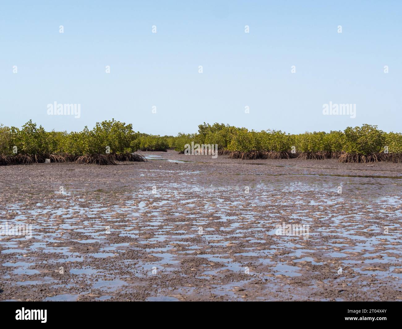 Mudflats in coastal mangrove forest, Gambia Stock Photo