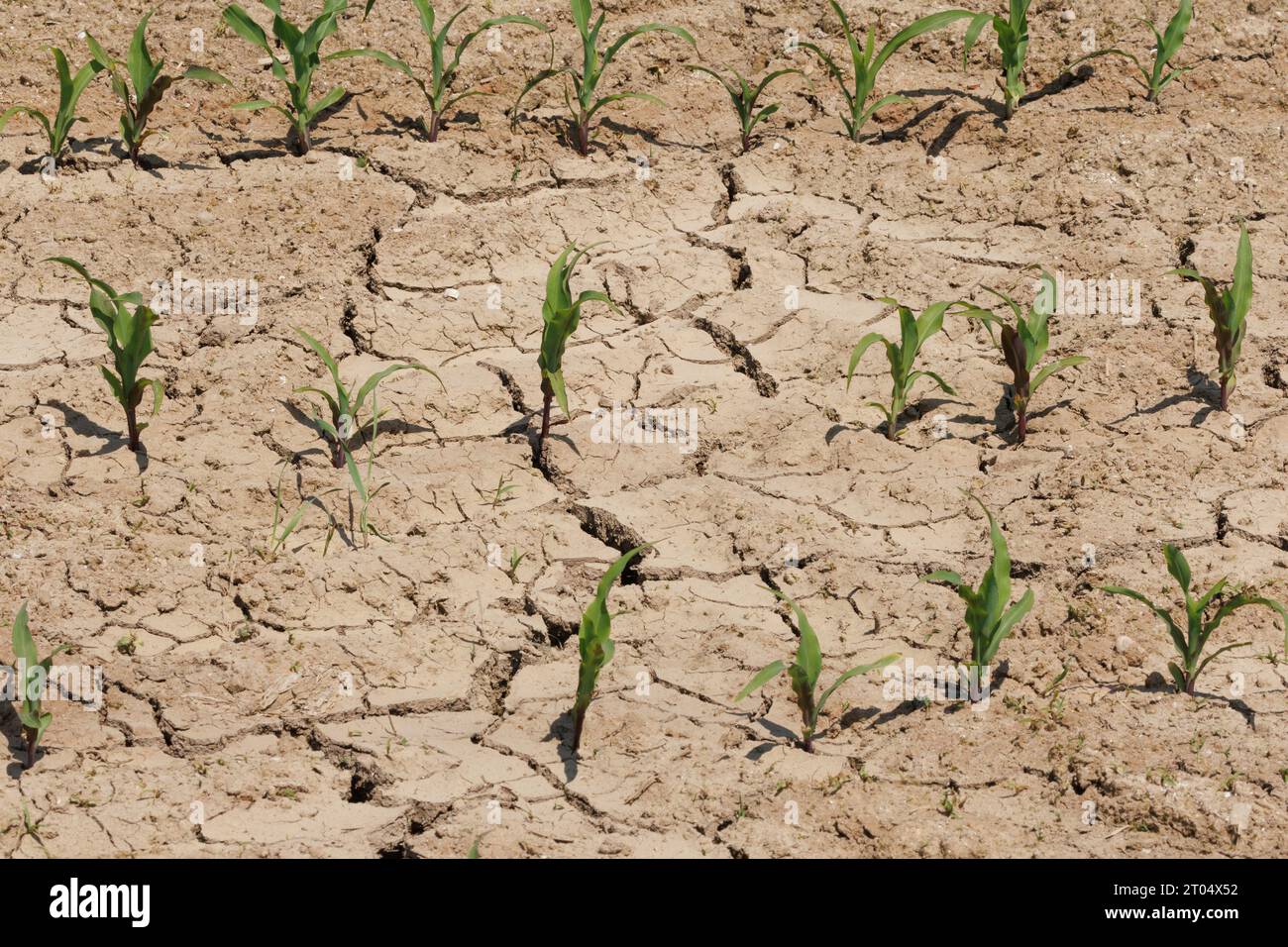 Indian corn, maize (Zea mays), dry cornefield, climate change, Germany, Bavaria, Isental Stock Photo