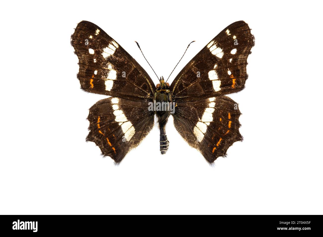 map butterfly, summer form (Araschnia levana f. prorsa), upper side, cut out Stock Photo