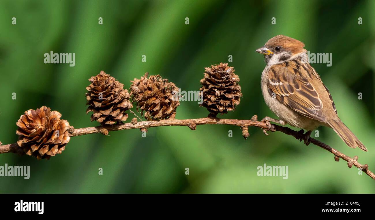 Eurasian tree sparrow (Passer montanus saturatus, Passer saturatus), sitting on a branch feeding on seeds of open larch cones, Netherlands, Stock Photo