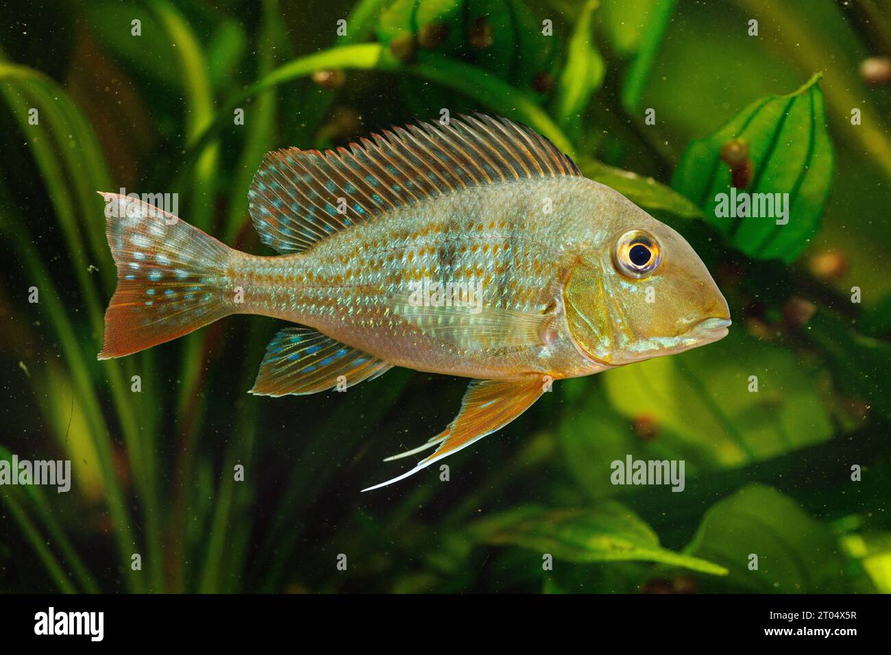 Surinam pearl cichlid, Surinam Geophagus (Geophagus surinamensis), male Stock Photo