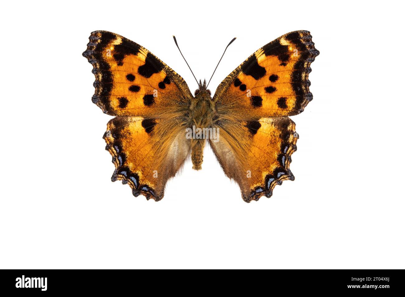 large tortoiseshell, blackleg tortoiseshell (Nymphalis polychloros, Vanessa polychloros), upper side, cut out Stock Photo