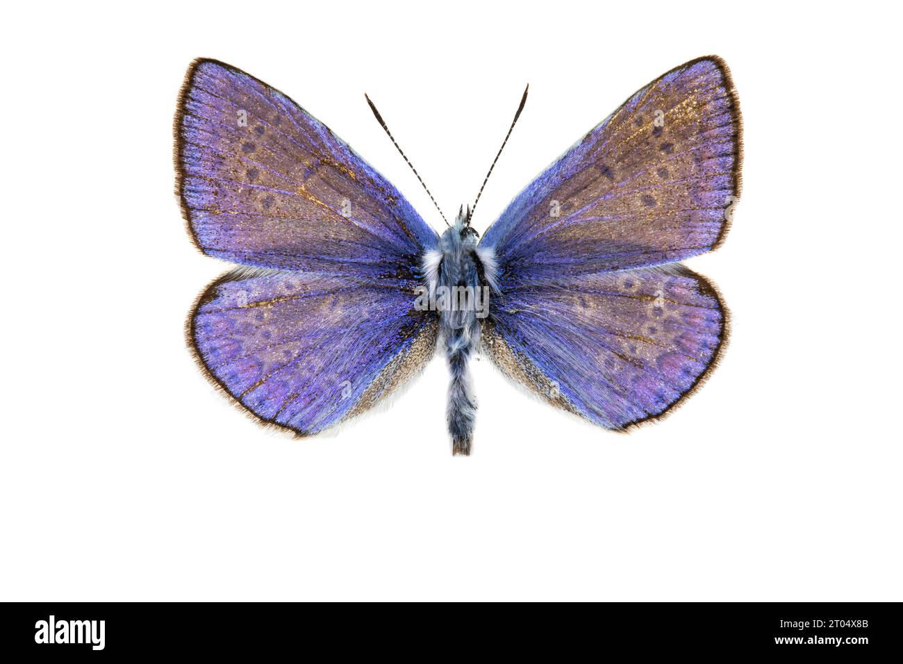 common blue (Polyommatus icarus), male, upper side, cut out Stock Photo