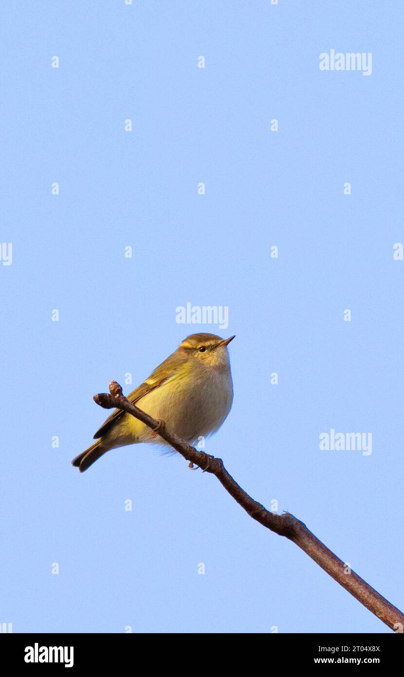 Hume's yellow-browed warbler, Hume's Leaf Warbler (Phylloscopus humei), sitting on a branch, Netherlands, Gelderland Stock Photo
