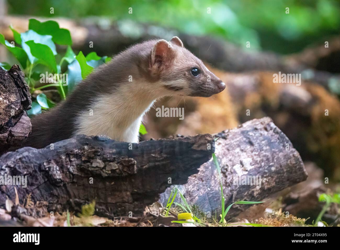 Beech marten, Stone marten, White breasted marten (Martes foina), juvenile on a branch on the ground, France, Granes Stock Photo