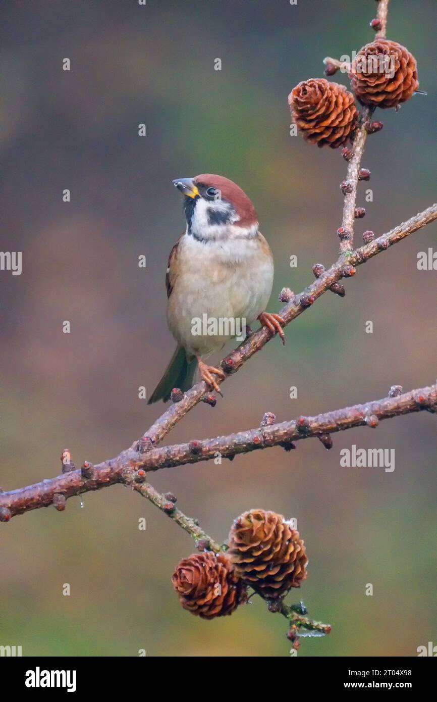 Eurasian tree sparrow (Passer montanus), sitting on a larch branch, Netherlands Stock Photo