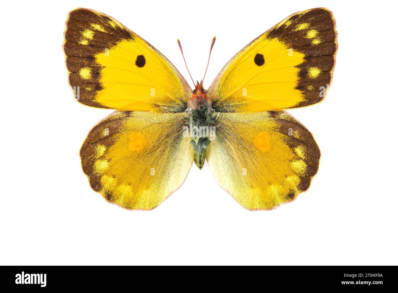 Dark Clouded Yellow, Common Clouded Yellow (Colias croceus, Colias crocea), female, upper side, cut out Stock Photo