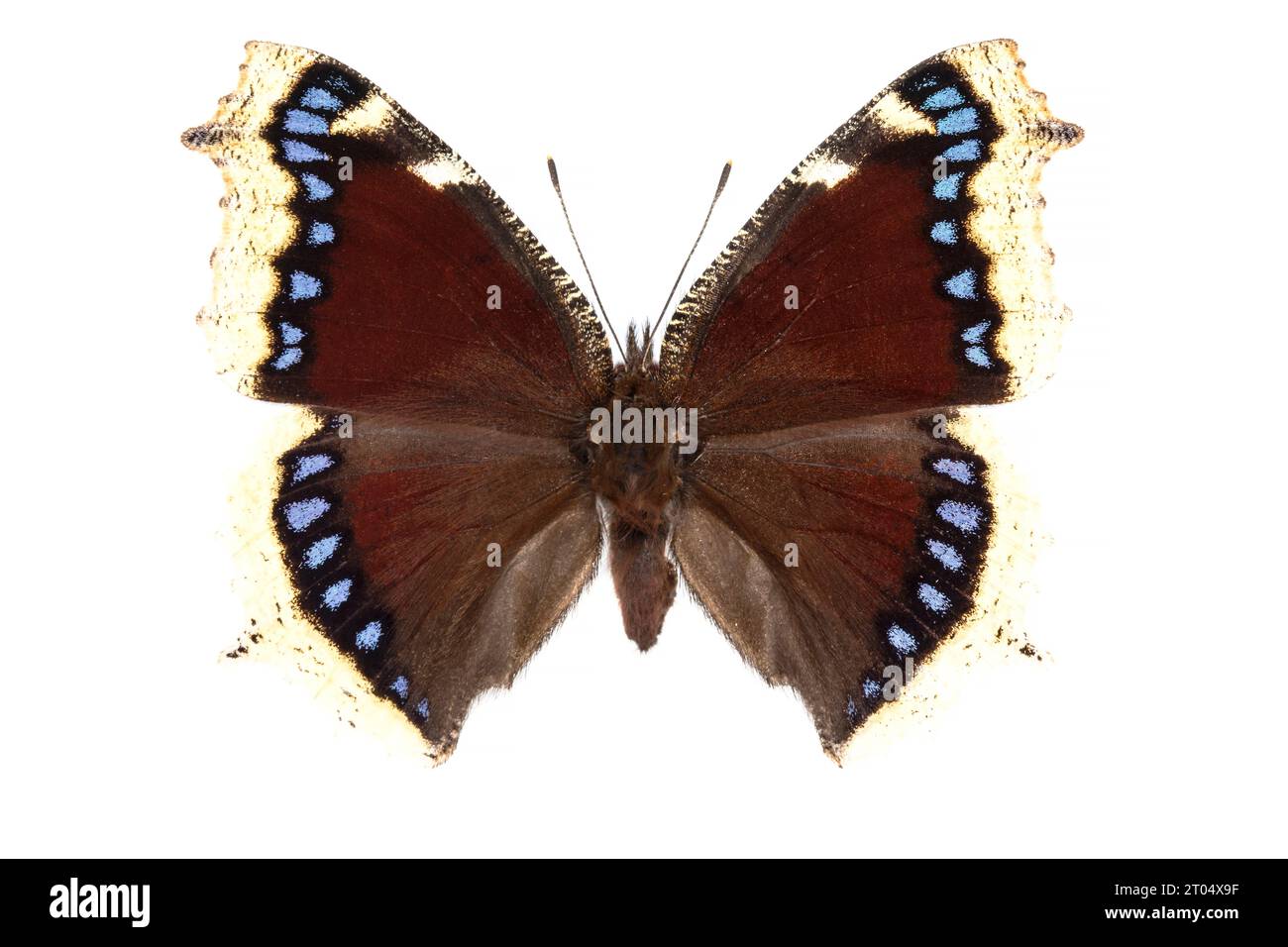 Camberwell beauty (Nymphalis antiopa), upper side, cut out Stock Photo