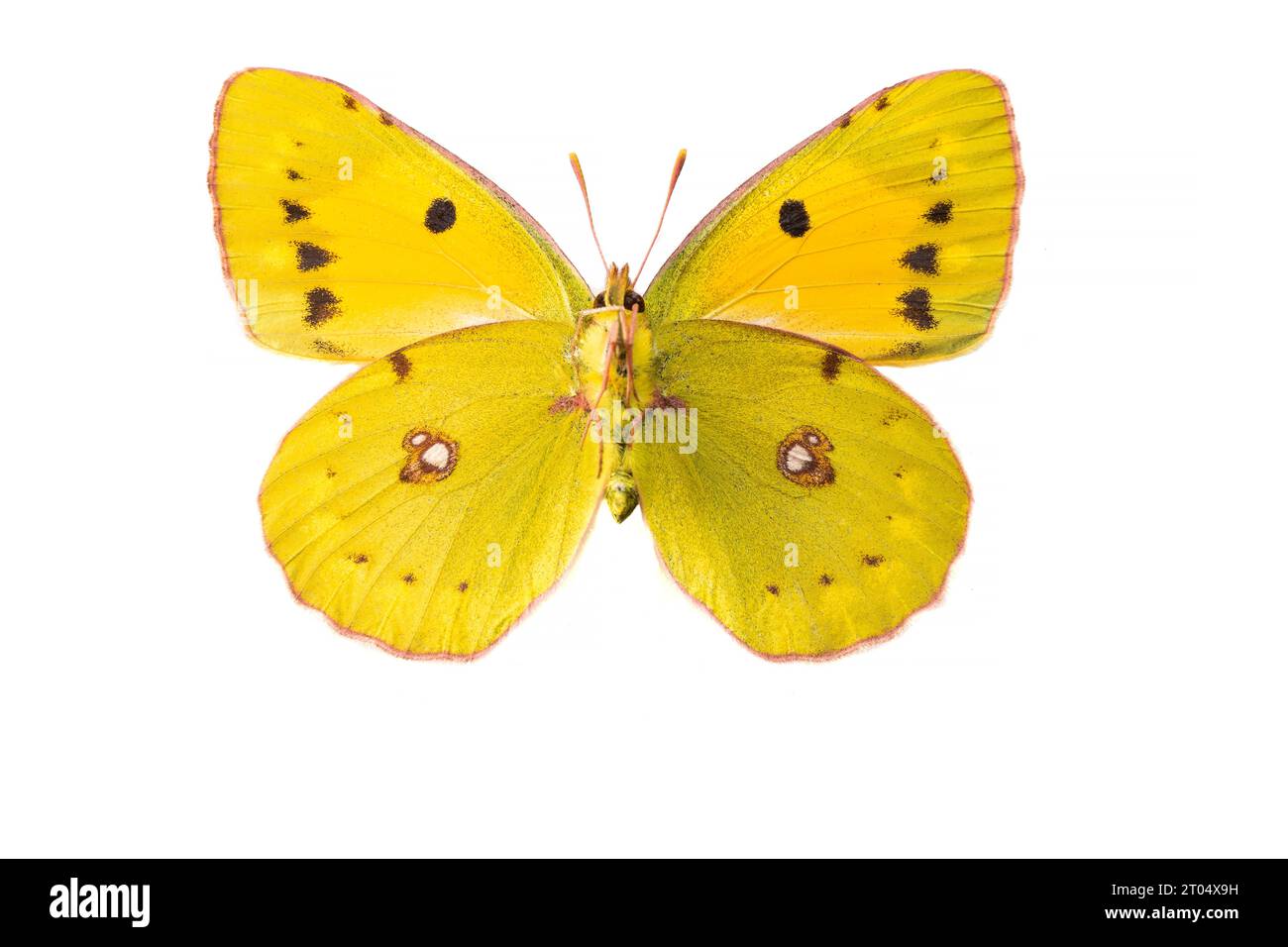 Dark Clouded Yellow, Common Clouded Yellow (Colias croceus, Colias crocea), female, underside, cut out Stock Photo
