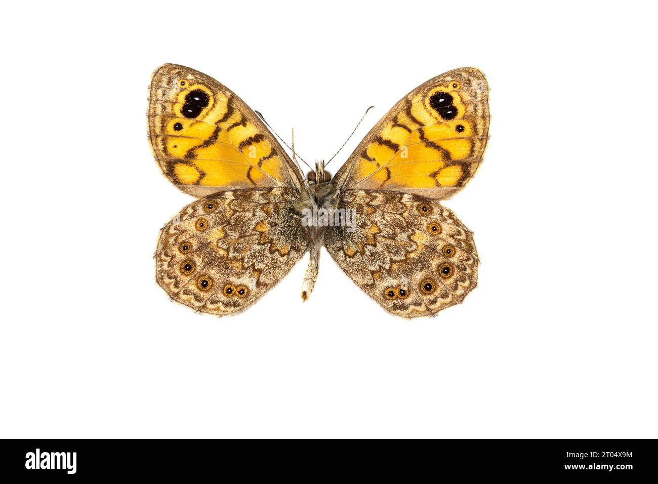 wall, wall brown (Lasiommata megera, Pararge megera), male, underside, cut out Stock Photo