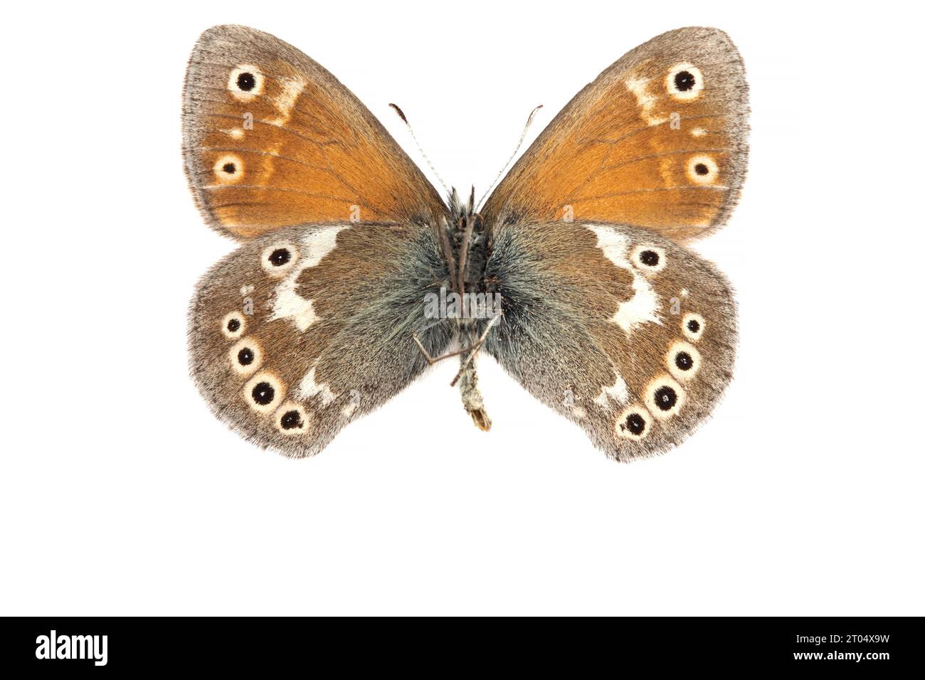 large heath (Coenonympha tullia, Coenonympha typhon), male, underside, cut out Stock Photo