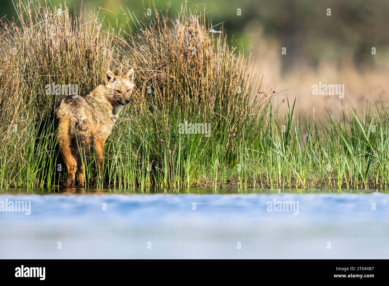 Eurasian golden jackal, European jackal (Canis aureus moreoticus, Canis moreoticus), stands at the waterside an peering, Romania, Danube Delta Stock Photo