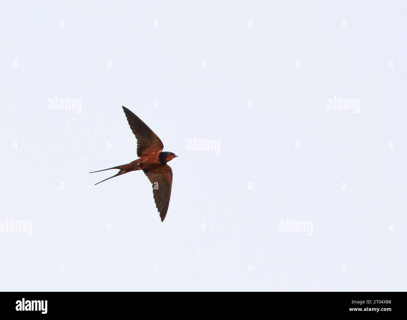 Egyptian barn swallow (Hirundo rustica savignii, Hirundo savignii), in flight, Egypt, Luxor village Stock Photo