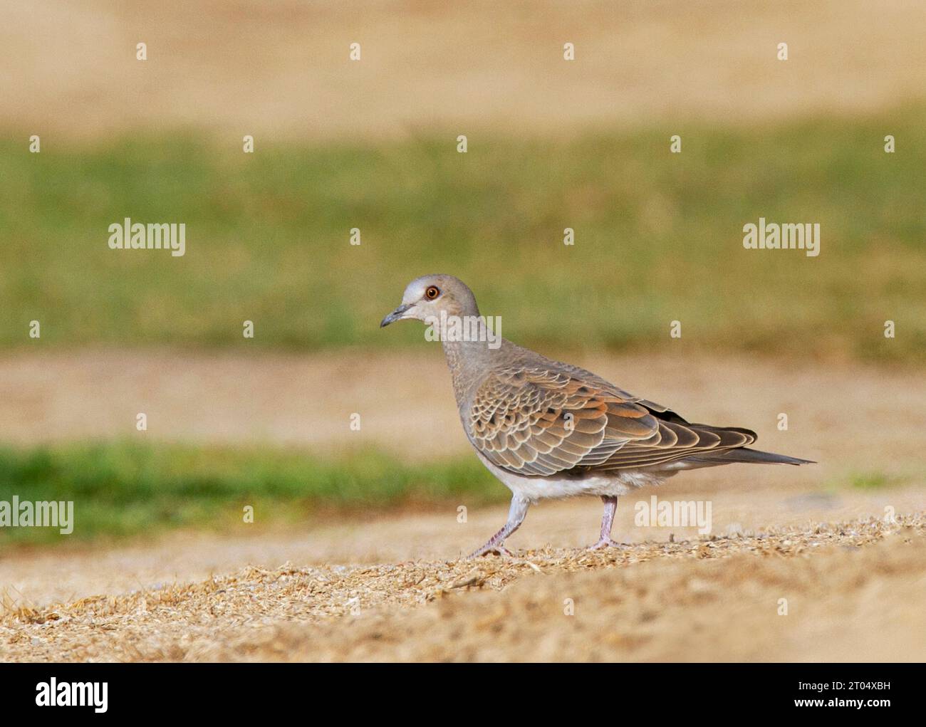 turtle dove (Streptopelia turtur), First winter showing mix of juvenile and adult type feathers, Walking on the ground, Egypt, El Gouna Stock Photo