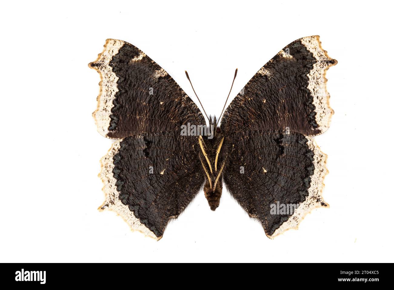Camberwell beauty (Nymphalis antiopa), underside, cut out Stock Photo