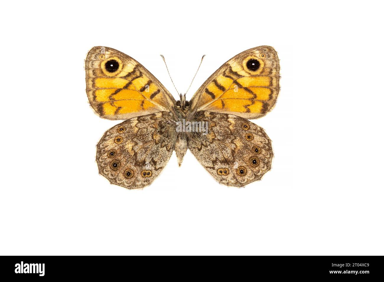 wall, wall brown (Lasiommata megera, Pararge megera), female, underside, cut out Stock Photo