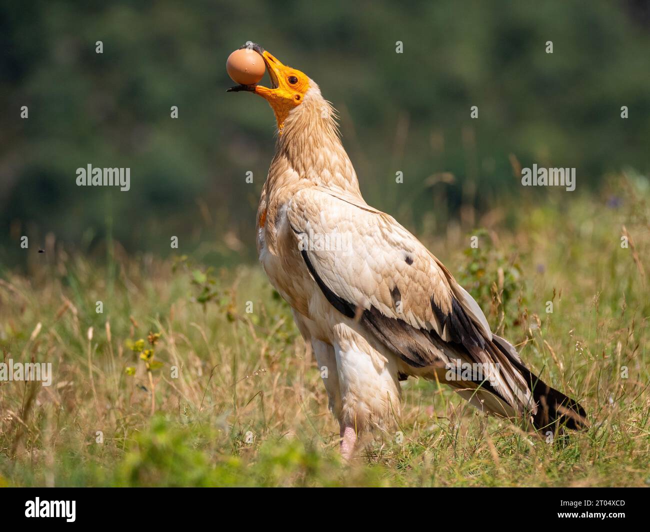 Egyptian vulture (Neophron percnopterus), sitting in a meadow dropping an egg to break it, France, Granes Stock Photo