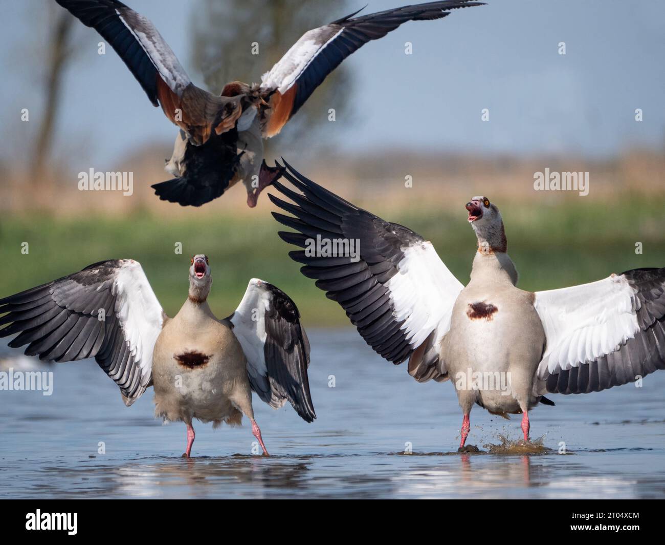 Egyptian goose (Alopochen aegyptiacus), pair; acting agressive against another bird trying to land, Netherlands, Northern Netherlands, Zolderland Stock Photo