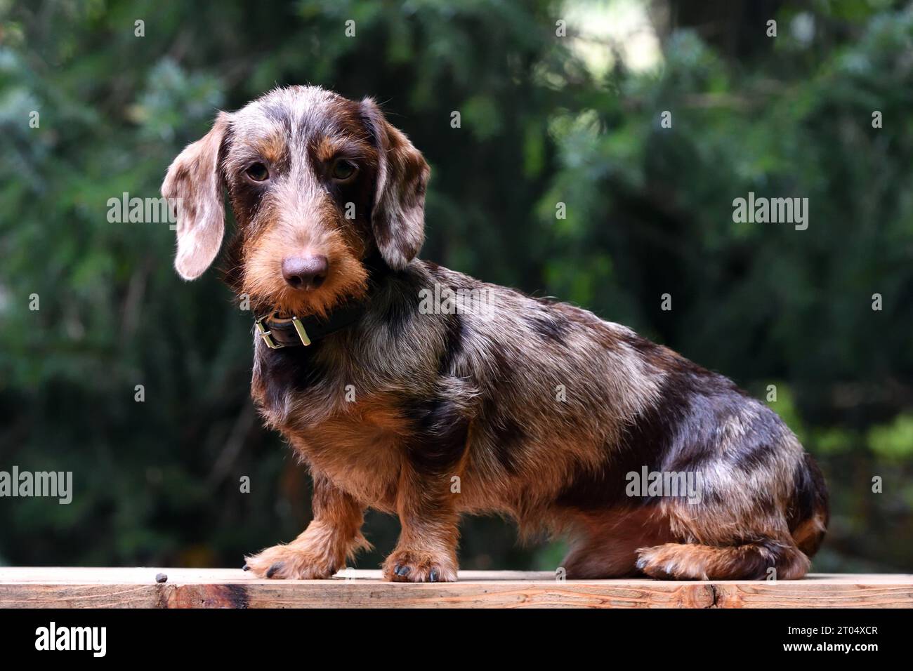 Wire-haired Dachshund, Wire-haired sausage dog, domestic dog (Canis lupus f. familiaris), juvenile dapple male dog sitting on a wooden board, side Stock Photo