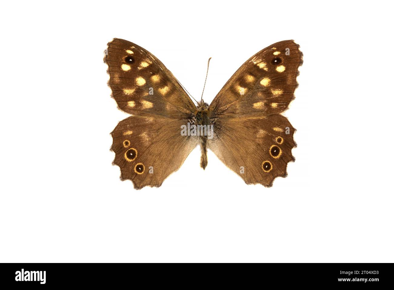 Speckled Wood (Pararge aegeria), male, upper side, cut out Stock Photo