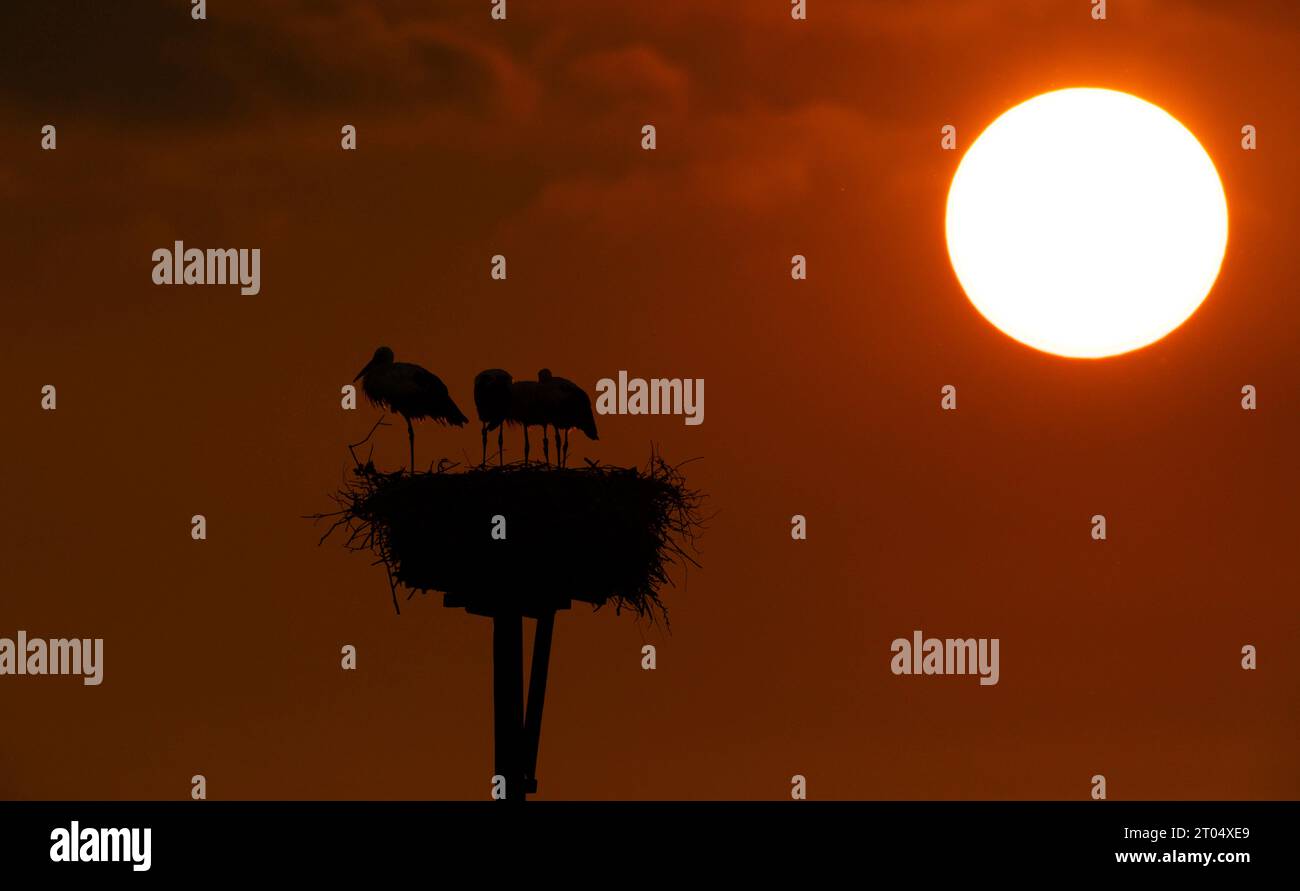 white stork (Ciconia ciconia), adult in the nest with three juveniles during sunset, Netherlands, Gelderland, Gorssel Stock Photo