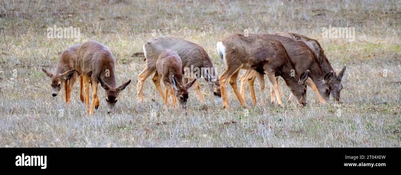 Mule deer, Black-tailed deer (Odocoileus hemionus), group of seven mule deer grazing together on a winter field in the Rocky mountains, USA, Utah, Stock Photo