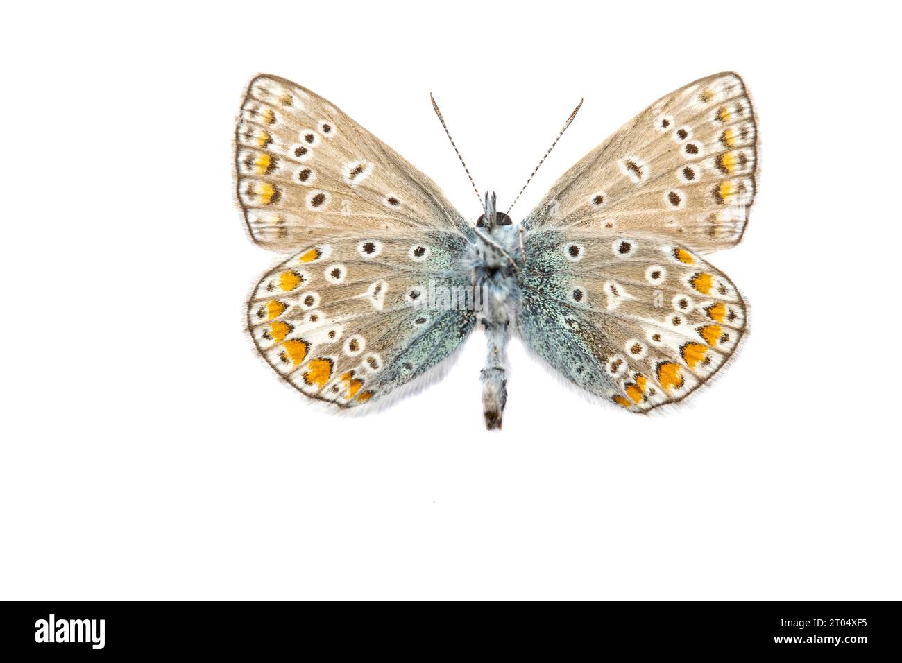 common blue (Polyommatus icarus), male, underside, cut out Stock Photo