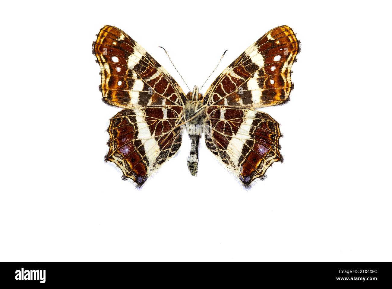 map butterfly, summer form (Araschnia levana f. prorsa), underside, cut out Stock Photo