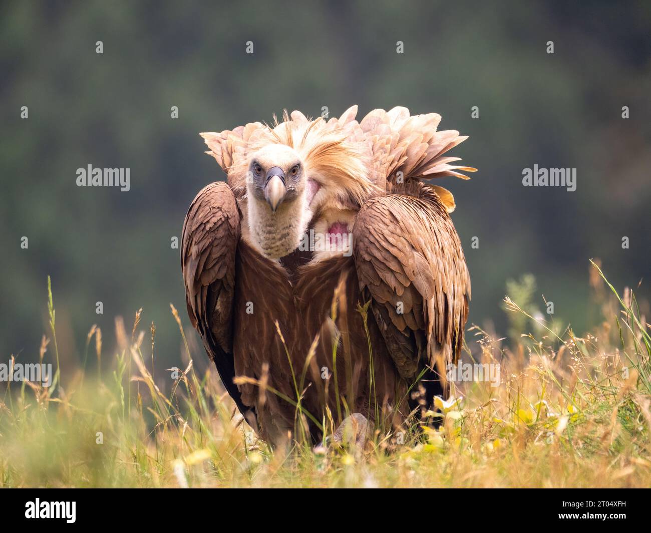 griffon vulture (Gyps fulvus), sitting in a meadow, France, Granes Stock Photo