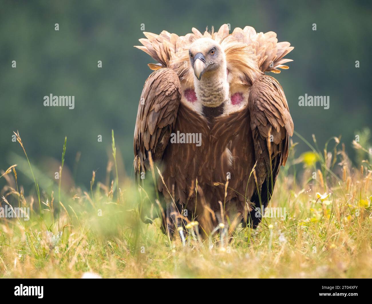 griffon vulture (Gyps fulvus), sitting in a meadow, France, Granes Stock Photo