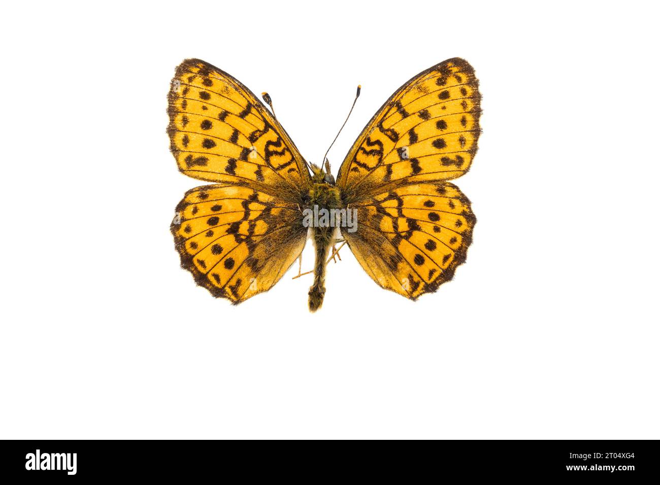 lesser marbled fritillary (Brenthis ino), male, upper side, cut out Stock Photo