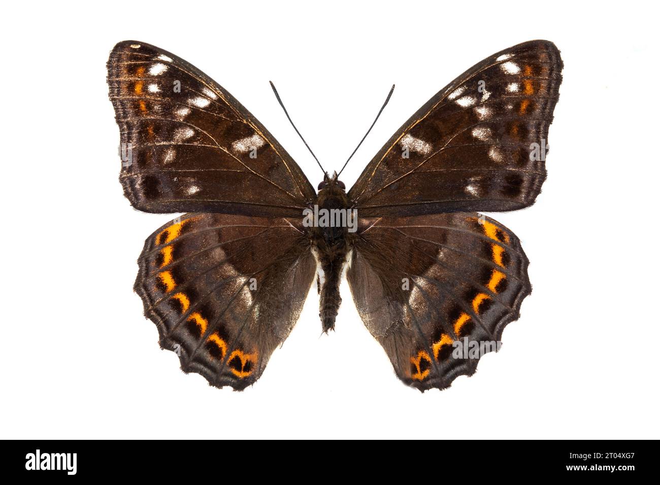 poplar admiral (Limenitis populi), male, upper side, cut out Stock Photo