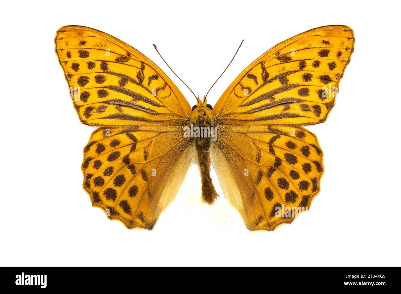 silver-washed fritillary (Argynnis paphia), male, upper side, cut out Stock Photo