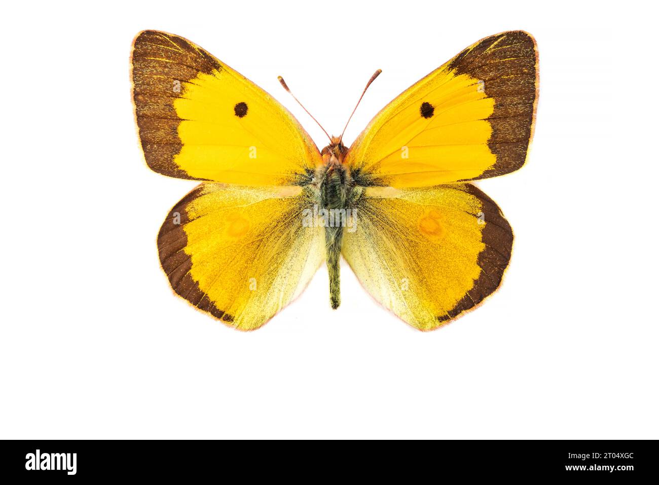 Dark Clouded Yellow, Common Clouded Yellow (Colias croceus, Colias crocea), male, upper side, cut out Stock Photo