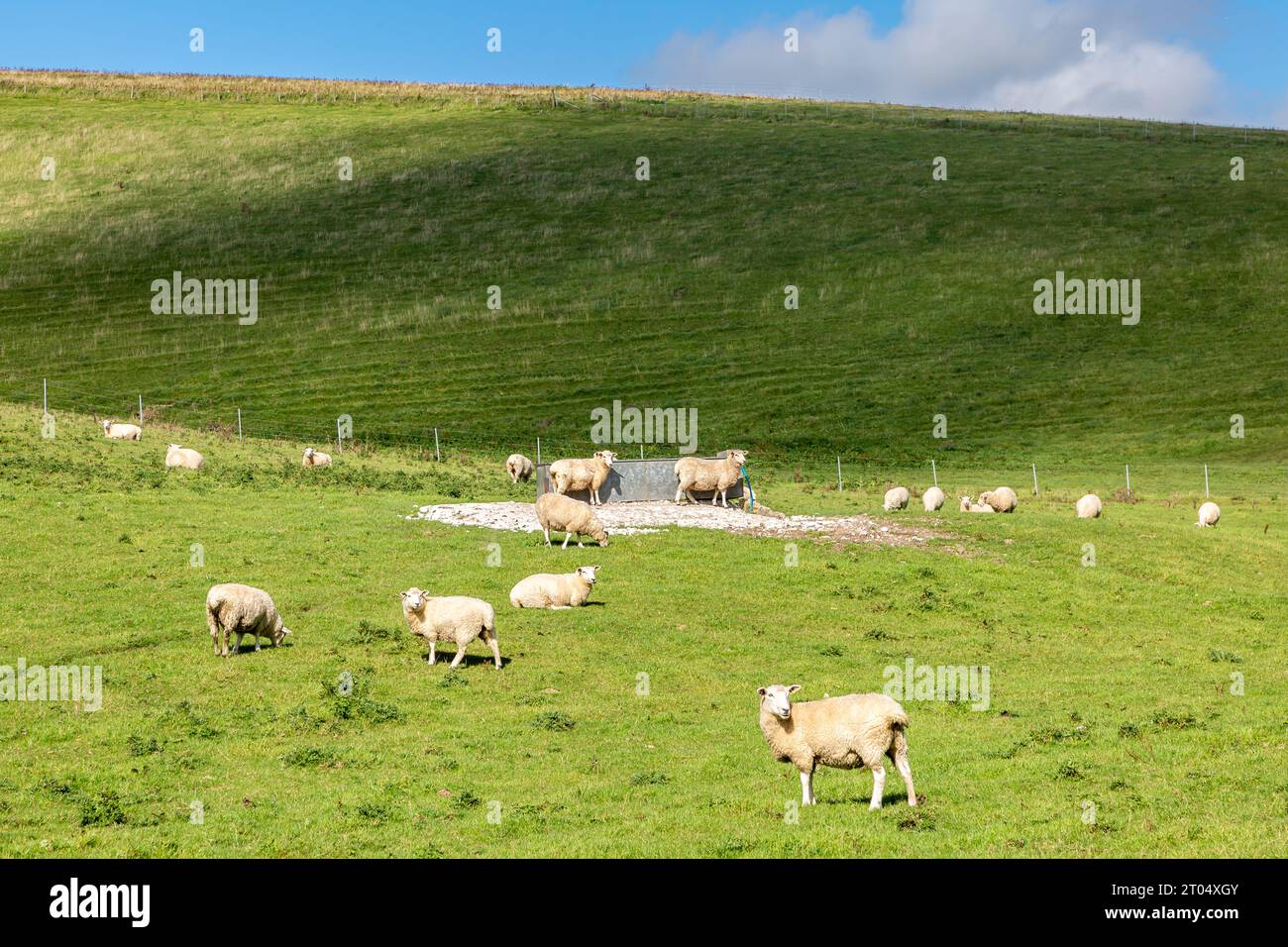 Sheep grazing and drinking from a water trough in the South Downs, on a