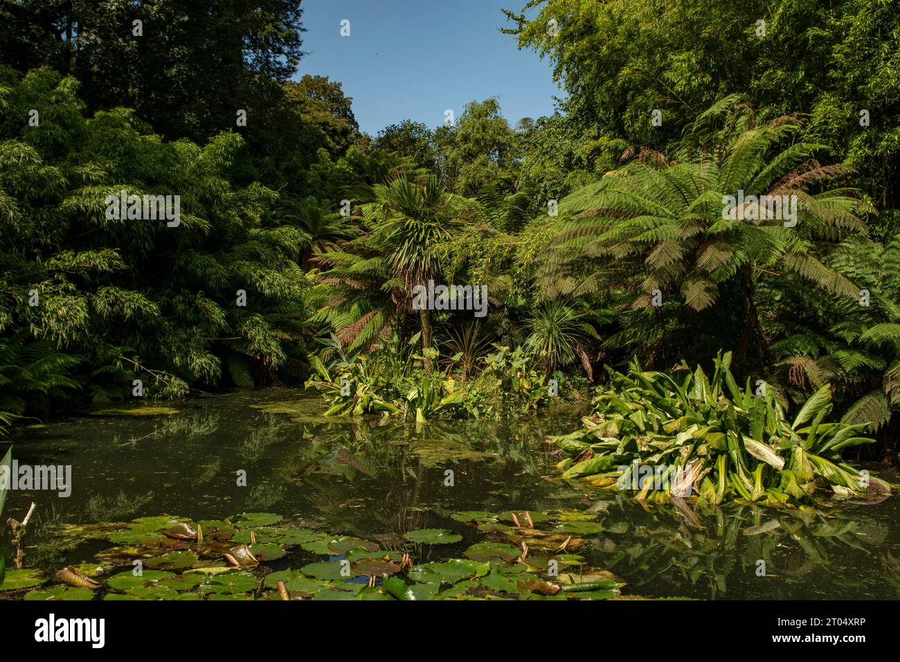 Tree Ferns in Lost Gardens of Heligan, St Austell, Cornwall, England Stock Photo