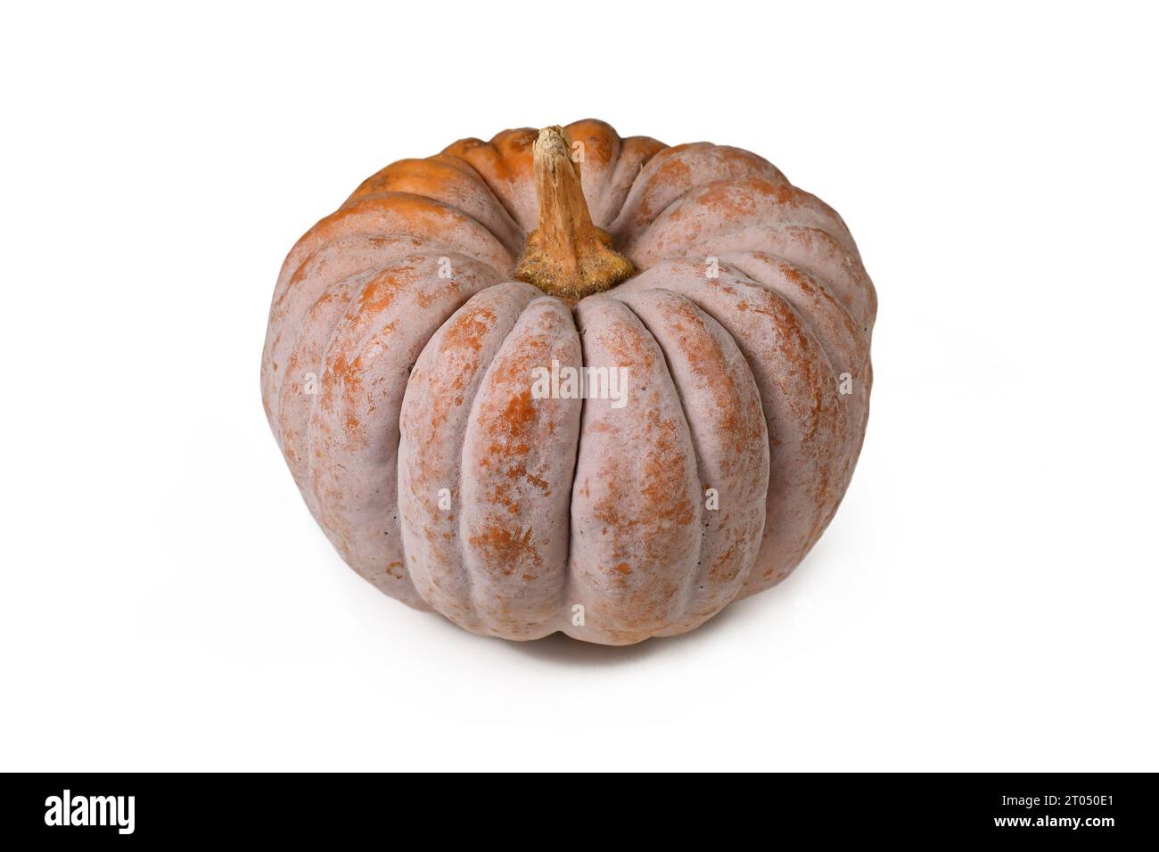 Mature ribbed 'Black Futsu' pumpkin squash with grey and orange skin on white background Stock Photo