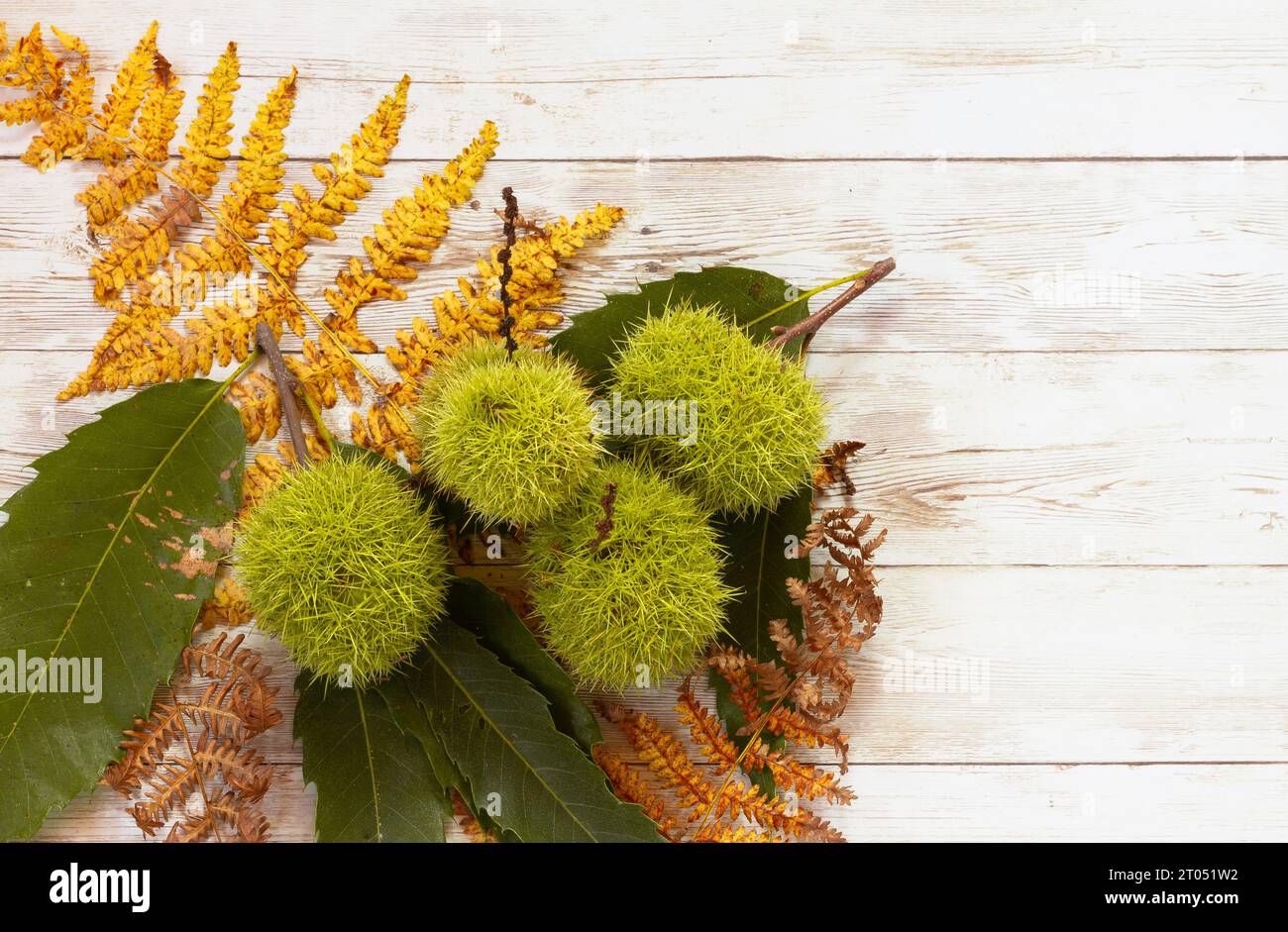 Autumn Nature Themed Flay Lay with Bracken & Chestnuts in Spikey Cases Stock Photo