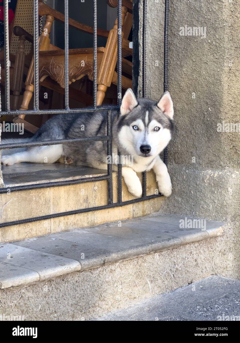 A Husky dog pet lays behind a metal grate door of a house. The facade